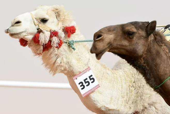 사우디아라비아에서 매년 열리는 낙타 페스티벌의 한 프로그램인 아름다운 낙타 선발대회에 출전한 낙타들. AFP 연합뉴스