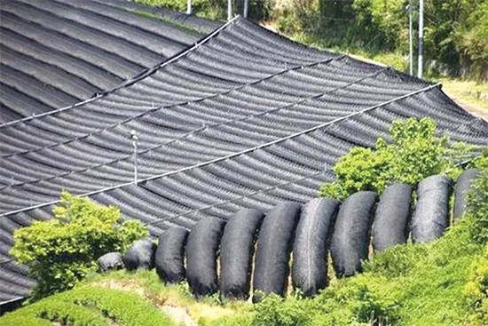 일본에서는 옥로차 잎 색을 더욱 진하고 산뜻한 초록색으로 만들기 위해 차나무에 그물을 쳐서 햇빛을 가려준다.