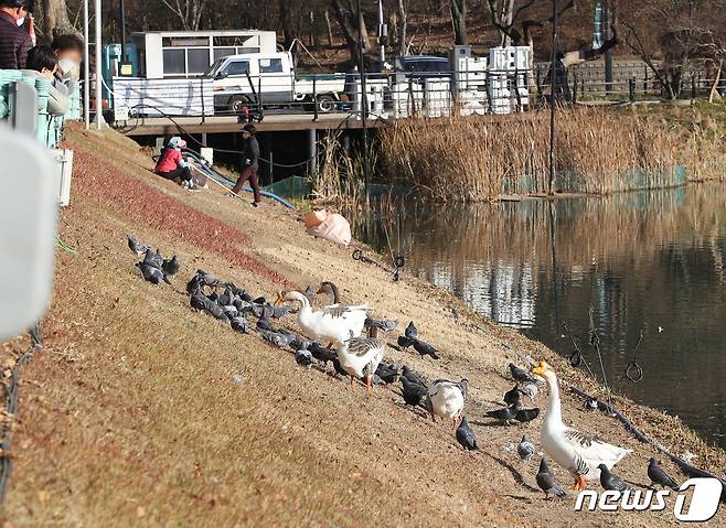 포근한 날씨가 이어진 지난 8일 오후 대구 수성못에서 거위와 비둘기가 시민들이 던져주는 먹이를 먹기 위해 몰려들고 있다. 2021.12.8/뉴스1 © News1 공정식 기자