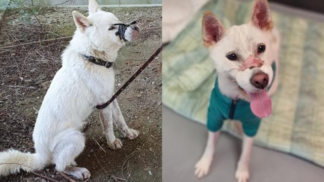 9월 고무줄로 입이 칭칭 묶인 채 발견된 황제(왼쪽)가 2개월 동안 수술과 치료를 끝내고 활발한 강아지가 됐다. 비글구조네트워크 제공