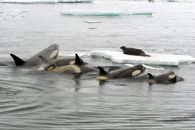 물범 사냥을 준비하는 범고래 떼. 과학계에선 해양 생태계 최고 포식자인 범고래가 북극 바다 깊숙이 진출하면 기존 먹이그물에 충격을 줄 가능성이 있다고 예측한다.  미국 해양대기청(NOAA) 제공