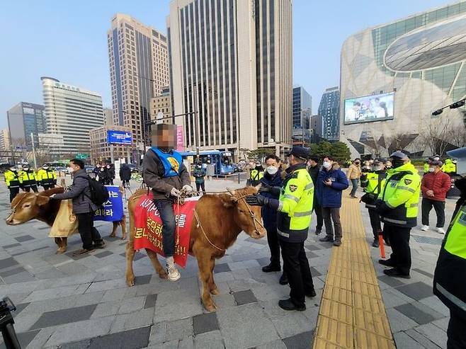 지난 11일 열린 서울 도심 집회에 소 2마리를 데리고 참가하려다가 경찰에 제지당하자 덕수궁 돌담길에 소를 내버려 두고 떠난 소유주가 경찰 조사를 받고 있다.