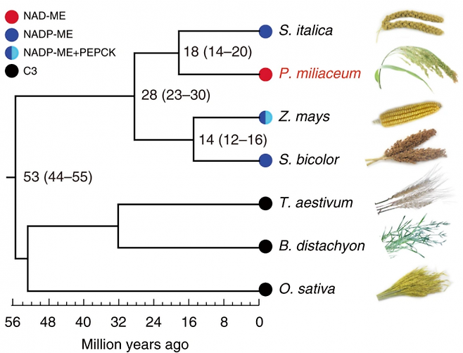 벼과 식물의 계통도로 광합성 유형도 함께 보여주고 있다. 위로부터 조, 기장, 옥수수, 수수, 밀, 야생 잔디, 벼다. 벼과 식물은 약 5300만 년 전 PACMAD 분지군(위)과 BOP 분지군(아래)으로 갈라졌는데, PACMAD 분지군에서만 C4 광합성(세 경로를 다른 색으로 표시)이 진화했고 BOP 분지군 식물은 모두 C3 광합성(검은색)에 머물렀다. C4 광합성 식물은 더위와 가뭄에 강하다. 네이처 커뮤니케이션스 제공