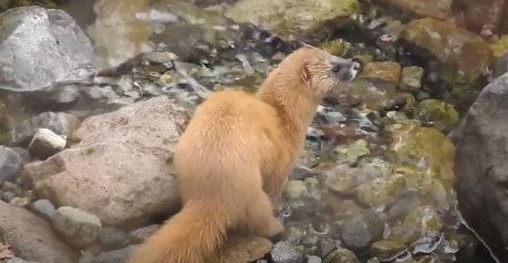 지난 10일 오후 경기 포천시 지장산 계곡서 발견된 ‘족제비’. 이석우 연천임진강시민네트워크 대표