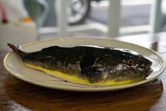 밀복은 비교적 독성이 약하고, 살이 많아 횟감으로도 탕감으로도 인기가 높다.