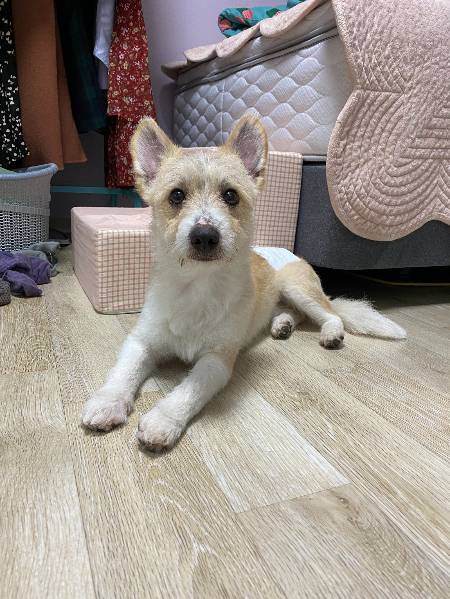 당근마켓의 동네 생활에서, 주민들이 모여 구조한 금강이. 사랑해줄 가족도 찾아요. 오래오래 행복하기를, 건강하기를./사진= 독자님 제공.