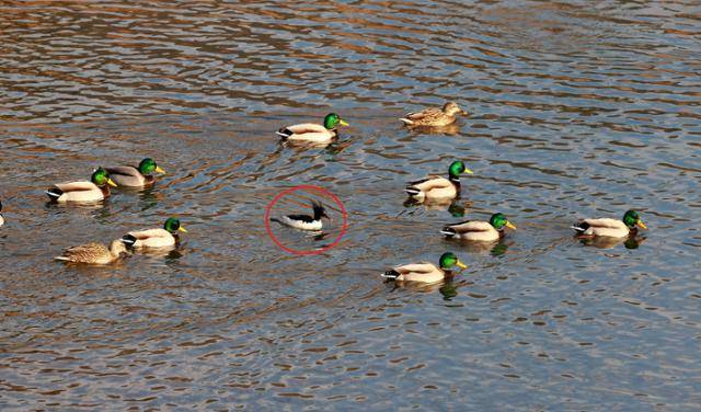지난 6일, 울산 태화강 중상류에서 발견된 멸종위기종 '호사비오리'가 청둥오리떼 사이에서 먹이활동을 하고있다. 울산시 제공