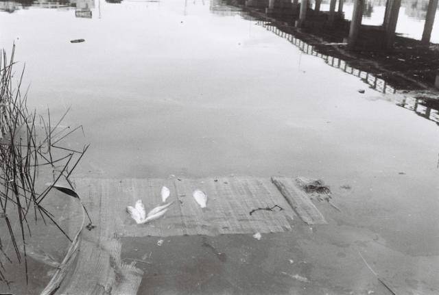 울산은 1962년 특정공업지구로 지정된 이후 공장 폐수 등이 그대로 태화강에 흘러들면서 매년 물고기 수십만 마리가 폐사하는 ‘죽음의 강’으로 불렸다. 울산시 제공