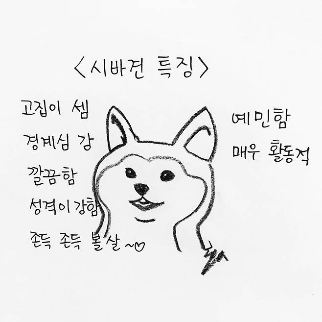 해피펫툰 시바견 © 뉴스1