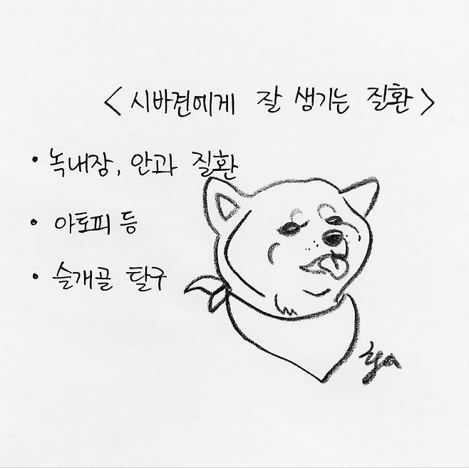 해피펫툰 시바견 © 뉴스1