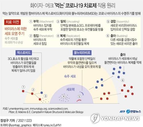 [그래픽] 화이자·머크 '먹는' 코로나19 치료제 작용 원리 (AFP=연합뉴스) 미국 식품의약국(FDA)은 22일(현지시간) 제약사 화이자가 개발한 코로나19 경구용 치료 알약을 미국의 각 가정에서 사용하는 것을 최초로 승인했다.
    sunggu@yna.co.kr
    페이스북 tuney.kr/LeYN1 트위터 @yonhap_graphics