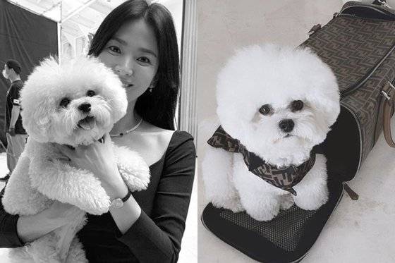 배우 송혜교의 반려견 '루비'가 명품 펜디의 코트를 입고 이동가방 앞에 서있다. 두 제품의 판매가를 단순히 합해도 382만원에 이른다. [송혜교 인스타그램 캡처]