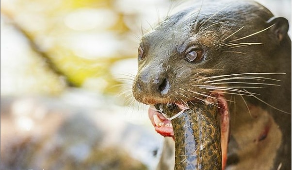 아마존 최고포식자 중 하나인 왕수달이 사냥한 먹이를 으적으적 씹어먹고 있다. /projetoariranhas 인스타그램