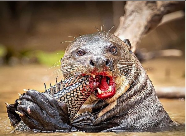 남미 하천의 최고 포식자 왕수달이 사냥한 물고기를 포식하고 있다.  /projetoariranhas 인스타그램