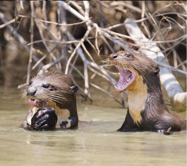 남미 하천 생태의 최강자 왕수달이 주위를 둘러보며 날카로운 표정을 짓고 있다. /projetoariranhas 인스타그램