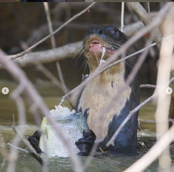 왕수달이 방금 잡은 커다란 물고기를 그 자리에서 대가리부터 뜯어먹고 있다. /projetoariranhas 인스타그램