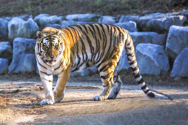 경북 봉화군 국립백두대간수목원에서 지내고 있는 한국 호랑이 한청. 올해 열여섯이 된 한청은 2017년 서울대공원에서 이곳으로 이송됐다. 국립백두대간수목원 제공