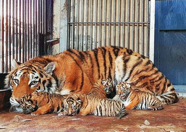 2018년 서울대공원에서 순수 혈통 한국 호랑이 '펜자'가 남편 '조셉'과의 사이에서 태어난 새끼 호랑이 4마리를 품고 있는 모습. 서울대공원 제공