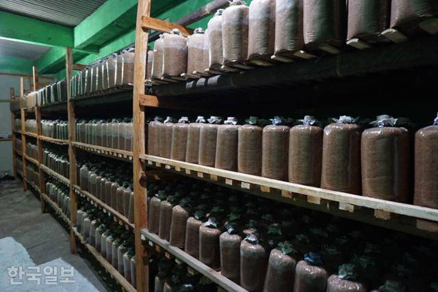 버섯 배지가 가지런히 놓인 수르티나씨의 버섯 암실. 블레베란=고찬유 특파원