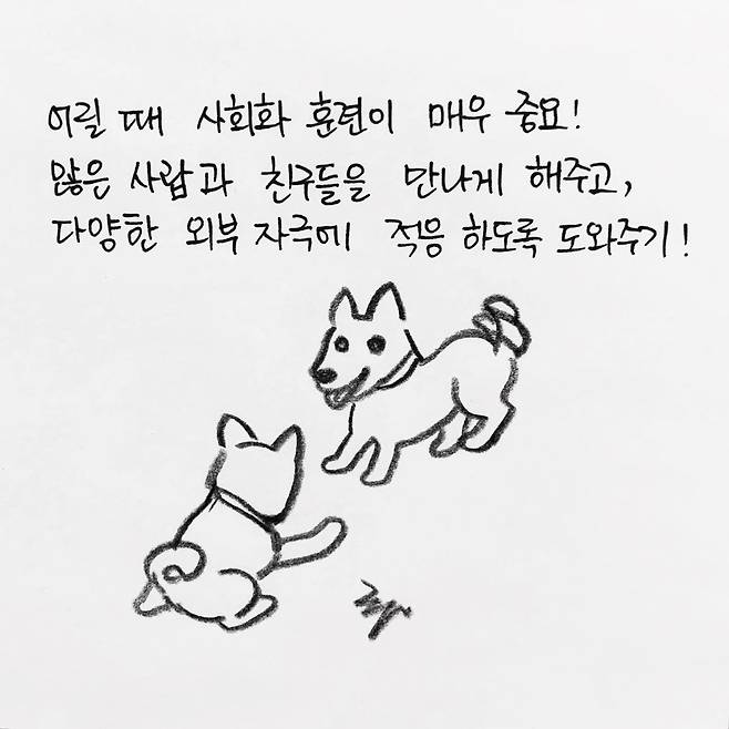 해피펫툰 진돗개 © 뉴스1