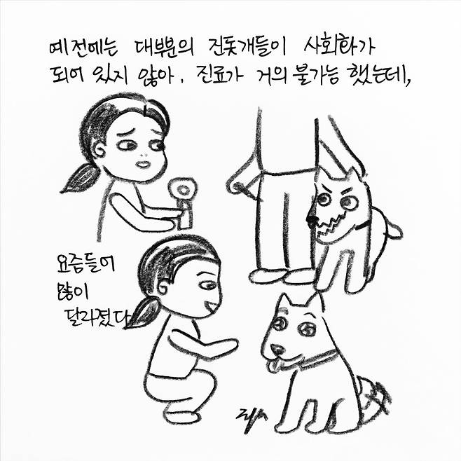 해피펫툰 진돗개 © 뉴스1