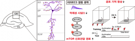 공포기억을 조절하는 억제성 시냅스 단백질 IQSEC3의 작동 기전. 그림제공=DGIST