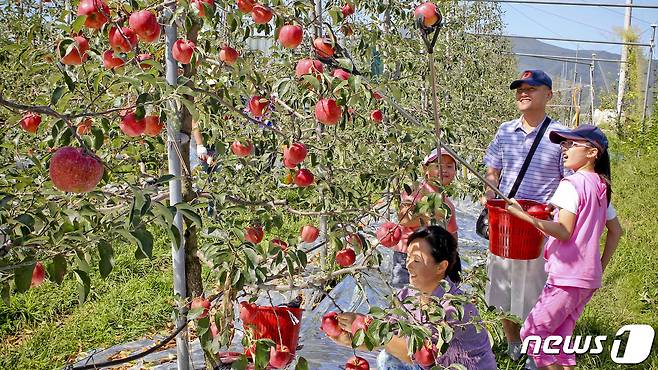장수군이사이버팜 사과나무(장수군 제공)2022.1.7.© 뉴스1