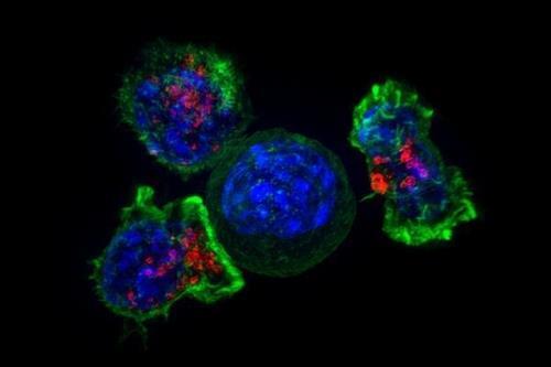 암세포(청색)를 둘러싼 킬러 T세포(녹색·적색) [미국 NIH(국립 보건원) 제공. 재판매 및 DB 금지]