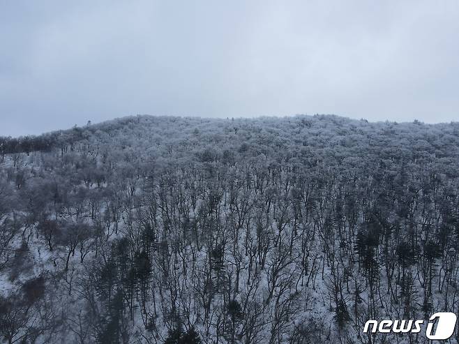 눈 내린 강원 오대산국립공원. (뉴스1 DB)