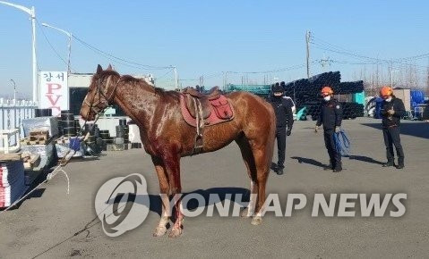 말 탈출…차량 2대와 충돌 (부산=연합뉴스) 지난 8일 낮 부산 강서구 한 경마장에서 탈출한 말 1마리가 소방대원에 의해 포획됐다. 이 말은 도로를 달리다 마주 오던 차량 2대에 부딪혔다. 이 사고로 다친 사람은 없고 말은 안면을 다쳐 출혈이 발생했다. 2022.1.9 [부산소방본부 제공. 재판매 및 DB 금지] ccho@yna.co.kr