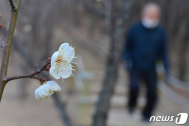 10일 오전 경북 포항시 남구 대이동 야산에 봄의 전령사로 불리는 매화가 꽃망울을 터트렸다. 2022.1.10/뉴스1 © News1 최창호 기자