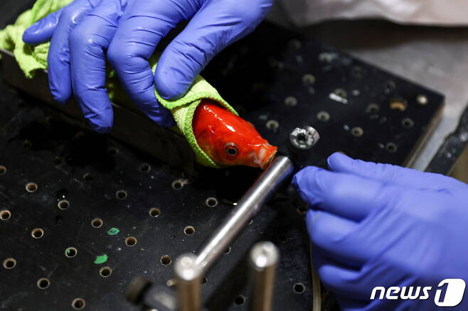 이스라엘 벤구리온 연구팀이 로봇자동차를 조종할 금붕어를 다루고 있다. © 로이터=뉴스1