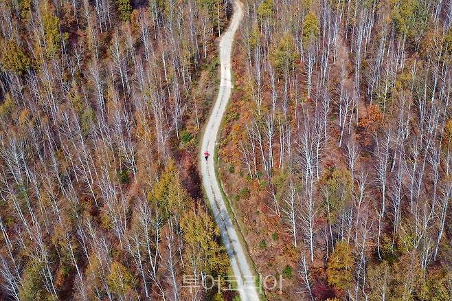 경북 언택트 관광지 23선 중 영양 죽파리 자작나무숲