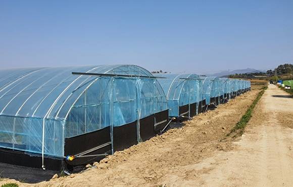 전라북도 고창군의 비가림 재배 시설하우스 전경.[사진=고창군청]