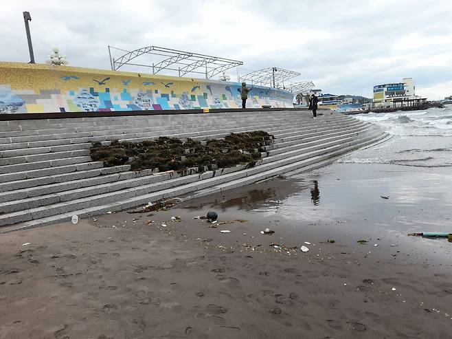 8일 삼양해수욕장에 떠밀려온 바다의 불청객 괭생이모자반의 모습