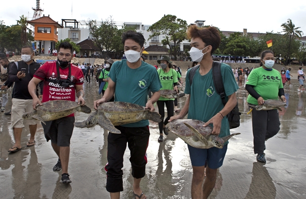 현지 바다거북보전및교육센터(TCEC) 자원봉사자들은 이날 꾸따 해변에서 바다거북 30여 마리를 방생했다./AP연합뉴스