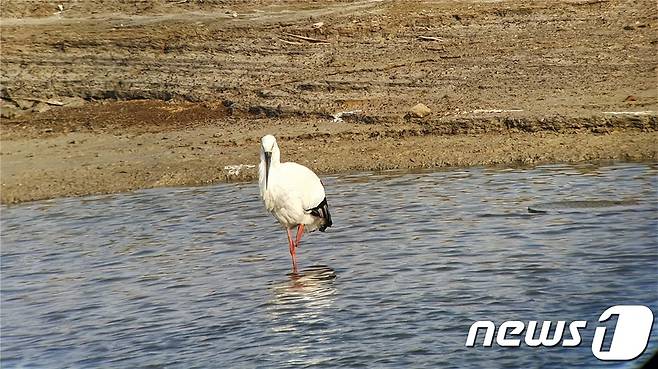 황새(천연기념물 제199호)가 만경강에서 포착됐다.(익산시 제공) 2022.1.11/© 뉴스1