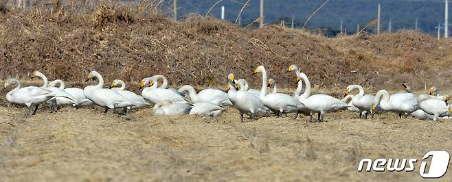 천연기념물 제201-2호이자 멸종위기 2급인 큰고니 떼가 경북 포항시 북구 흥해 들녘에서 낙곡을 주워먹으며 이동하고 있다. 2022.1.11/뉴스1 © News1 최창호 기자