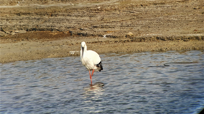 익산 만경강에서 포착된 천연기념물 황새