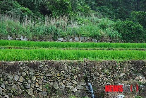 【완도=뉴시스】 청산도 '구들장 논. (사진=뉴시스 DB)