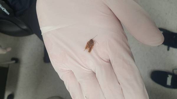 귓속에서 나온 바퀴벌레 일부분  [뉴질랜드헤럴드 사이트 캡처, 재판매 및 DB 금지]