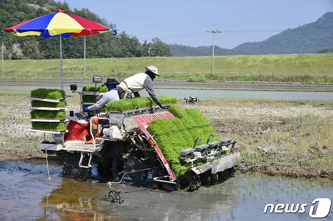 진도군 모내기 모습© 뉴스1