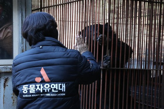 동물자유연대와 함께 진행한 ‘22마리 사육곰 생추어리 이주 프로젝트’는 웅담 채취 목적으로 사육되다 열악한 환경에 방치된 채 살아가는 사육곰 443마리 중 22마리를 우선 구출해 미국 콜로라도주에 위치한 ‘야생 동물 생추어리 TWAS(The Wild Animal Sanctuary)’로 이주시키는 활동이었다. [사진 동물자유연대]