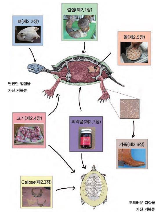 거북류로 만든 제품의 종류 [국립생물자원관 제공. 재판매 및 DB 금지]