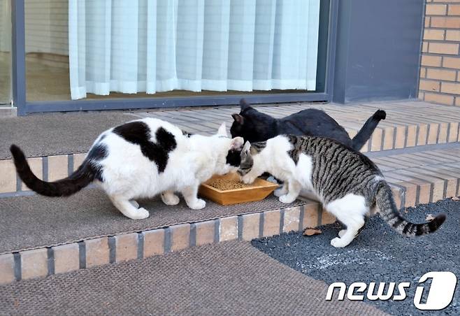 길고양이 (뉴스1 DB)