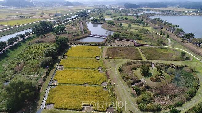 강릉 경포가시연습지