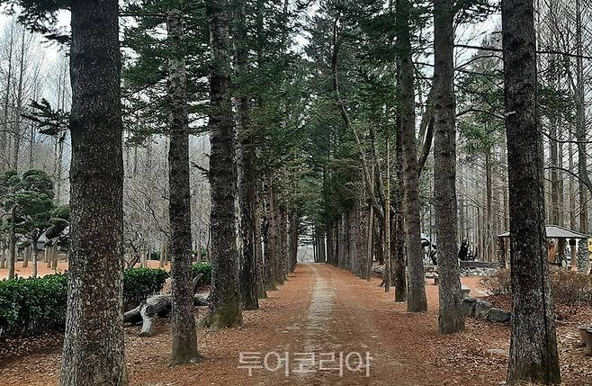 남이섬 전나무길