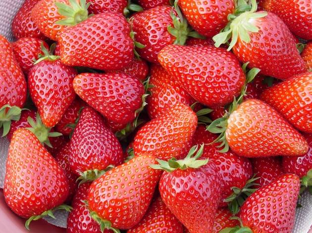 매향 품종 딸기