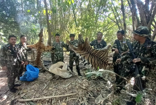 벵골 호랑이 두 마리의 가죽을 들어 보이는 국립공원순찰대원들. 연합 제공