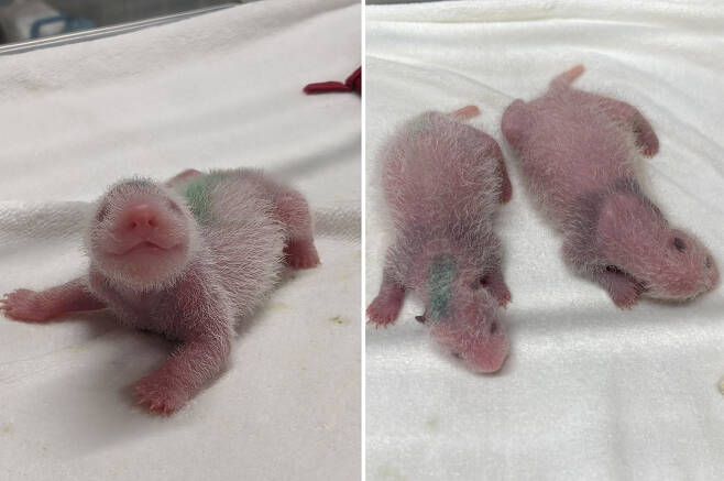 일본 도쿄 우에노 동물원에서 지난해 6월 23일 태어난 쌍둥이 판다의 모습.(사진=신화 연합뉴스)
